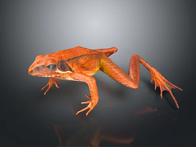 Vibrant Orange Reptile with Slender Limbs and Detailed Body on Dark Background 3d model
