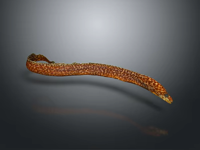 Slender Eel With Brown And Yellow Spots On Dark Background Showing Reflection 3d model