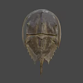 Horseshoe Crab With Brown Shell And Unique Body Structure Against Blue Sky