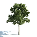 The Modern Tree 3d model