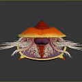 3D Anatomical Structure With Red Orange Top Yellow Edges Purple Interior White Spiny Tentacles