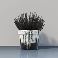 Bonsai Potted Plant In White Black Dripped Pot With Black Spiky Leaves On Gray Surface