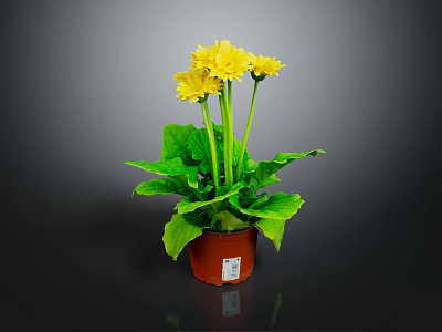 Healthy Potted Plant with Bright Yellow Flowers and Lush Green Leaves in Brown Pot 3d model