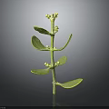 Fresh Green Plant With Stem Leaves And Small Flowers On Black Background