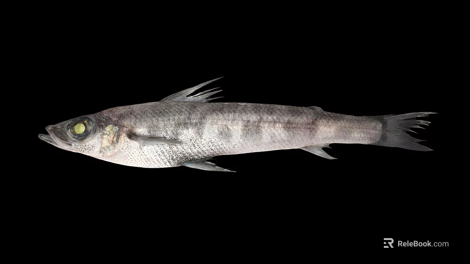 Detailed Silver Gray Fish With Green Eyes And Slender Body Isolated On Black Background 3d model 