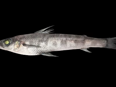 Detailed Silver Gray Fish With Green Eyes And Slender Body Isolated On Black Background 3d model