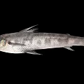 Detailed Silver Gray Fish With Green Eyes And Slender Body Isolated On Black Background