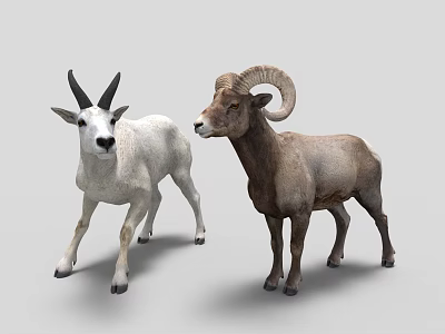Two Rams One White With Black Horns And One Brown With Curved Horns 3d model