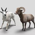 Two Rams One White With Black Horns And One Brown With Curved Horns