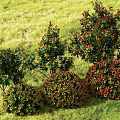 Beautiful Flowering Shrubs with Various Shapes and Colors in Green Grassy Background