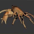 Realistic Orange Brown Crab With Large Claws On Dark Background And Reflection