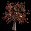 Deciduous Tree With Brown Leaves Thick Trunk And Branches On Black Background 3d model