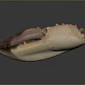Crab Claw Organ With Red Beige Color And Fine Hairs Texture Details