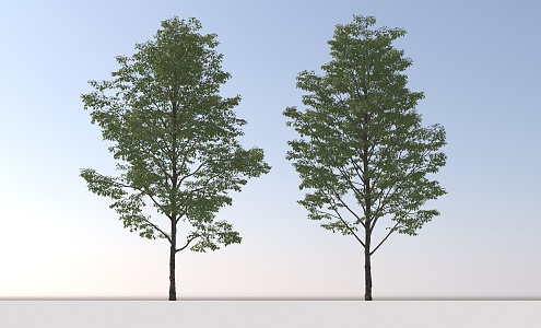 Landscape Arbor Tree 3d model