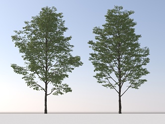 Landscape Arbor Tree 3d model