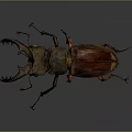 Reddish Brown Beetle With Prominent Mandibles And Slender Legs Isolated On Dark Background