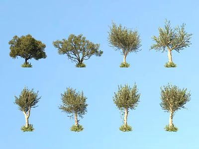 Diverse Arbor Trees With Unique Canopy Shapes Against Clear Blue Sky 3d model