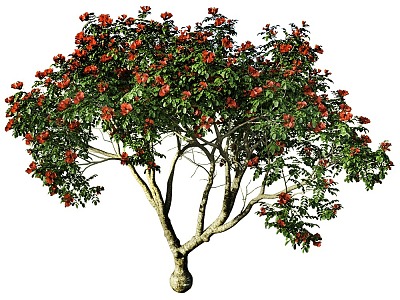 tree landscape tree shrub plant model