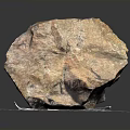 Natural Stone Specimen Placed On Mesh Pad With Blue Label And Measuring Ruler