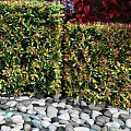 Vibrant Living Plant Wall With Red Green Foliage And Stone Border Design