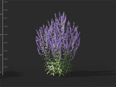 Clustered Purple Flowers On Tall Plant With Green Foliage Against Dark Background 3d model