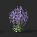 Clustered Purple Flowers On Tall Plant With Green Foliage Against Dark Background