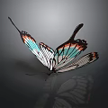 Colorful Butterfly With Spread Wings Blue Orange Patterns And Reflection