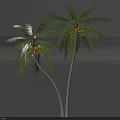 Two Palm Trees With Green Leaves And Yellow Fruits On Slender Trunks