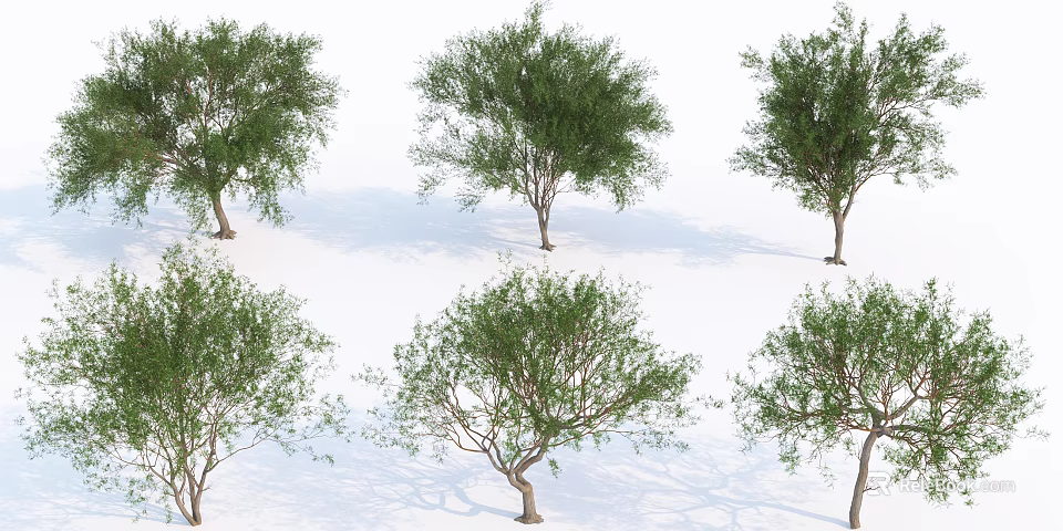 Multiple Arbor Trees With Green Foliage Diverse Trunk Shapes And Shadows 3d model