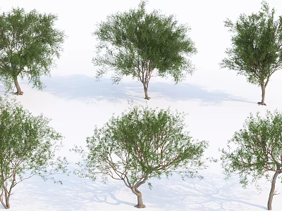 Multiple Arbor Trees With Green Foliage Diverse Trunk Shapes And Shadows 3d model