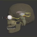 Transparent Skull Anatomical Model For Medical Training And Eye Surgery Simulation