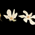 White Magnolia Plant With Blooming Flowers Bud And Black Seeds