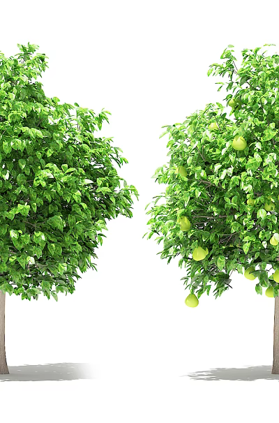 Two Lush Green Arbor Trees With Abundant Fruits And Dense Foliage 3d model