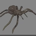 3D Rendered Brown Spider With Long Legs On White Background