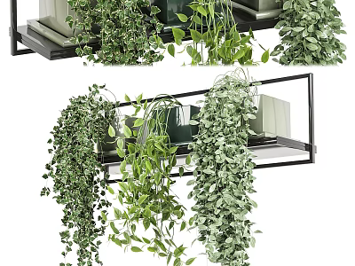 Stylish Hanging Basket Plants With Lush Trailing Foliage On Indoor Decorative Shelf 3d model