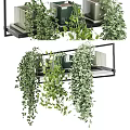 Stylish Hanging Basket Plants With Lush Trailing Foliage On Indoor Decorative Shelf
