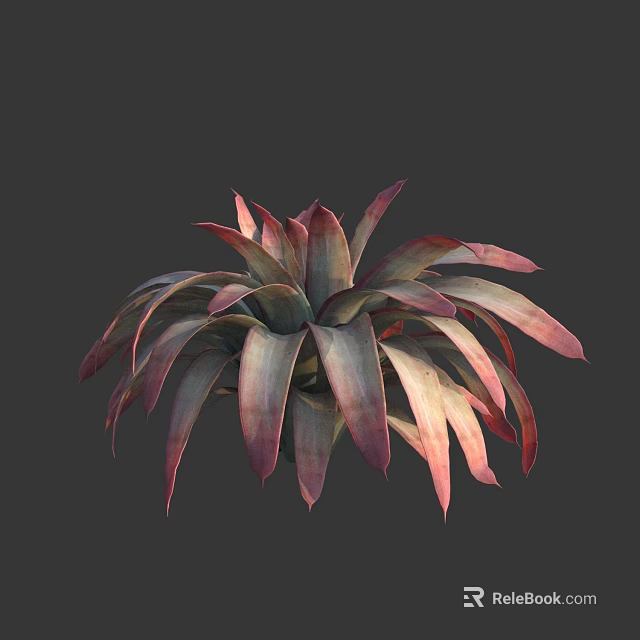 Vibrant Red and Green Succulent Plant with Rosette Shaped Fleshy Decorative Leaves 3d model 