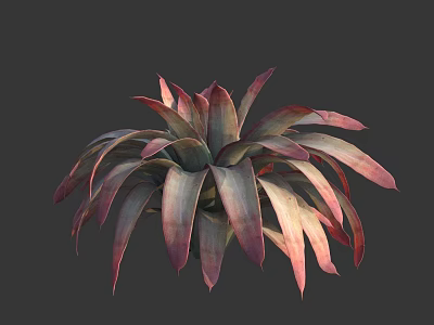 Vibrant Red and Green Succulent Plant with Rosette Shaped Fleshy Decorative Leaves 3d model