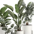 Various Indoor Potted Plants With Green Leaves In White Pots And Wooden Stands