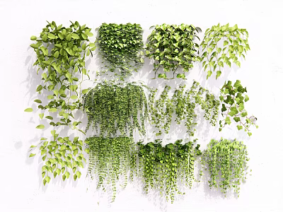 Various Lush Hanging Green Plants With Trailing Foliage For Indoor Decor 3d model