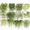Various Lush Hanging Green Plants With Trailing Foliage For Indoor Decor