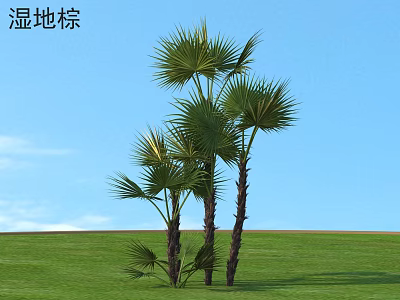 Tall Wetland Palm Trees Growing On Green Grass Under Blue Sky 3d model