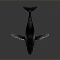 Realistic 3D Rendered Whale In Swimming Pose With Dark Color On Gray Background