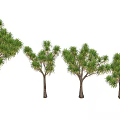 Various Sizes Of Green Trees With Lush Foliage And Tall Trunks