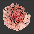 Stunning Pink Carnation Bloom With Fresh Green Stem And Leaves On Dark Background