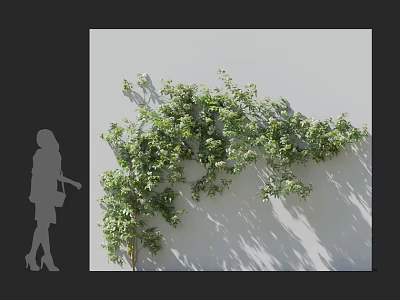 Lush Green Vines Growing On White Wall With Shadow And Silhouette Figure 3d model