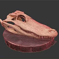 Detailed Crocodile Skull Skeleton Displayed With Anatomical Features On Black Base 3d model