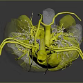 3D Rendered Human Heart Organ Model With Red Blue Blood Vessels Transparent Structure