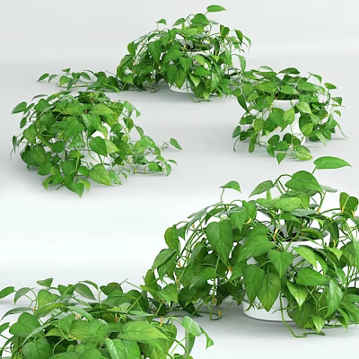 Potted Plants With Lush Green Leaves And Hanging Vines For Indoor Decoration 3d model