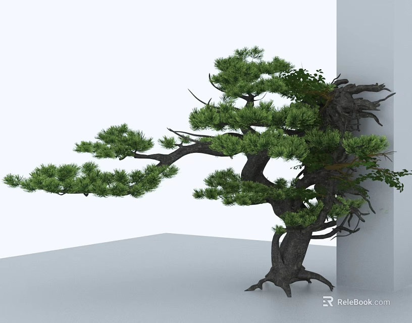 Evergreen Pine Tree With Thick Trunk Spreading Branches And Exposed Roots In Minimalist White Background 3d model 